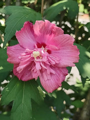 Rose of Sharon Cuttings - Unrooted Double Pink Flowers - Hibiscus syriacus - FREEDOM Variety