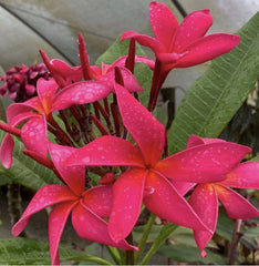 Rooted Plumeria Cutting - Fuchsia Queen - Plumeria rubra - 18" with 2 Tips - Tropical Plant for Home Decor