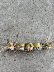 5pcs Rooted Sugarcane Cuttings | Sweet Juicy Tropical Live Plants | Ready to Plant | Saccharum officinarum