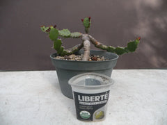 Euphorbia opuntioides Plant - 12-Year-Old Cutting - Unique Succulent Variety for Home Garden Decor