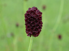 Salad Burnet Seeds - 90+ Non-GMO 'Little Angel' Culinary Herb - Sanguisorba minor
