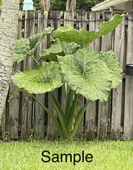 Giant Taro Plant Bare Root 10" Colocasia Elephant Ear Ready to Plant