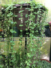 String of Hearts Cuttings 8" - Rosary Vine Ceropegia woodii - Fresh Cut to Order Plant Propagation