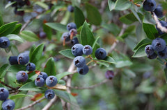 True Blue Sweet Myrtle Seeds - 30 Count - Myrtus communis L. - Aromatic Herb for Gardens and Landscaping