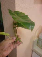 Burle Marx Philodendron Cuttings - Tropical Plant Clippings - Easy Care Indoor Greenery - Philodendron 'Burle Marx'