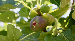Alma Fig Seeds - 100+ Premium Seeds for Garden Planting - Ficus carica - USA Origin, Free Shipping
