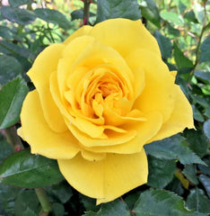 Yellow St. Patrick Rose Cuttings - 3 Stem Cuttings for Rooting/Grafting - Rosa 'St. Patrick'
