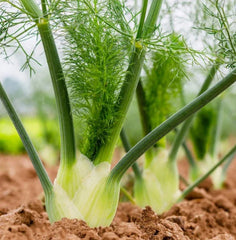 Fennel Seeds 200 Count - Florence Herb Perennial - Swallowtail Butterfly Host Plant - Non-GMO (Foeniculum vulgare)