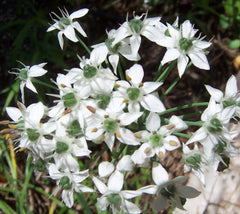Garlic Chive Herb Seeds - 50 Count - Over-Winter Flavor - Allium tuberosum - Perfect for Culinary Use