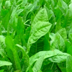 Chicory Seeds | NON-GMO | Heirloom | Oasis Variety | Fresh Flower Seeds