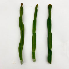 Rhipsalis paradoxa Cuttings - Unique Cactus Variety for Indoor Gardening - Exotic Houseplant Decor