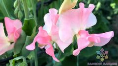 Sally Ann Sweet Pea Seeds - 50+ Pack - Heirloom Garden Seeds - Lathyrus odoratus - USA