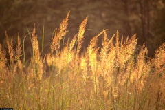 Indian Grass Seeds - Native Prairie Wildflower - Ornamental for Poor Soils - Heat & Cold Tolerant - Sorghastrum nutans