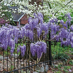 Exotic Chinese Wisteria Seeds - 10 Pack - Blooming Vine - Wisteria sinensis