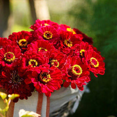 Zinnia Seeds 200 Count - Meteor Burgundy/Red Flowers for Pollinators & Butterflies, Non-GMO