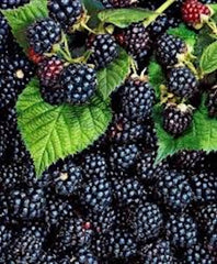 Thornless Blackberry Plant - Bare Root Edible Fruit - Rubus fruticosus - Triple Crown Variety - Easy Care, High Antioxidants