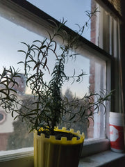 Organic Rosemary Plant 15-25 Inch, Salvia rosmarinus, Live Herb, Rosmarinus officinalis, Culinary & Medicinal, Full Sun, Zone 8-11
