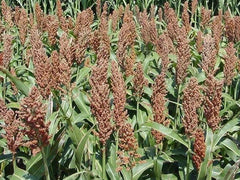 Sorghum Seeds - Sweet Sugar DRIP Variety - Syrup Production - Sorghum bicolor