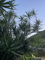 25 Wholesale Dragon Tree Cuttings - Dracaena Marginata - Money Tree Bonsai - Indoor Plant Cuttings