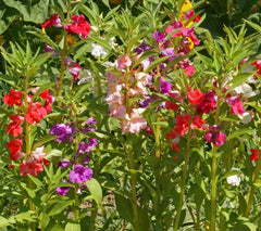 Balsam Seeds Mix - Tom Thumb Dwarf Impatiens - Non-GMO - 200 Count - Shade/Part-Shade - Ideal for Gardens and Containers