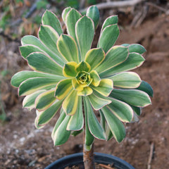Aeonium Sunburst Cactus Plant | Live Succulent | Unique Variegated Foliage | Ideal Indoor/Outdoor Decor