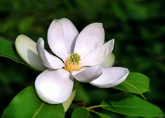 Sweetbay Magnolia Tree Seeds - 20 Pack - Northern Variety - Magnolia virginiana