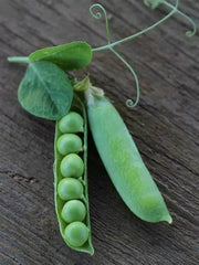 Thomas Laxton Pea Seeds 25 Ct Heirloom Vegetable Garden Variety for Trellis, Pisum sativum