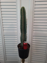 XXL Peruvian Apple Cactus 41" Pot Size, 34" Green Stem, Cereus peruvianus