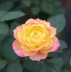 Yellow Pink Rose Seeds - 10 Perennial Shrub Flower Seeds - Rosa spp. - Ideal for Gardens and Landscapes