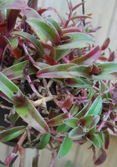 Cyanotis Obtusa Trimen Plant – Purple & Green Wandering Jewel – Tradescantia Companion Plant