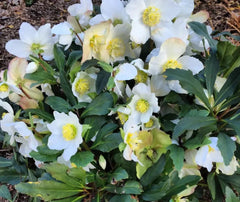 Lenten Rose Plant 4" Pot Helleborus Niger 'HGC Jacob' White Flowers Deer-Resistant Compact Early-Flowering
