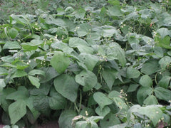 Blue Lake Green Bean Seeds 100+ - Phaseolus vulgaris - Heirloom Variety for Home Gardening