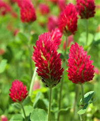 Crimson Clover Seeds - 300+ Seeds - Beautiful Red Flowering Cover Crop - Trifolium incarnatum