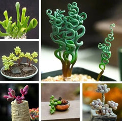 Mixed Succulent Plant Seeds - 50pcs Pack - Assorted Varieties - Ideal for Gardening and Indoor Planting