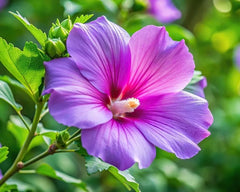 Purple Hibiscus Plant Seedling - One Rooted Plant - Tropical Flowering Plant (Hibiscus rosa-sinensis)