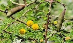 Sweet Acacia Seeds - 20+ Yellow Flower Seeds - Vachellia Farnesiana - Drought-Tolerant Plant for Gardens and Landscaping