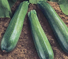 Spineless Beauty Zucchini Seeds - Fresh Squash Seed for Easy Gardening - Cucurbita pepo