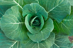 Collard Green Seeds - 100 Pack - Georgia Collards - High Yield, Great Taste - Brassica oleracea var. viridis