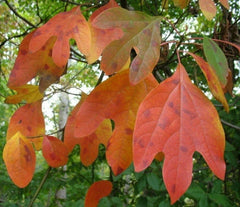 Sassafras Cuttings Set of 10 Fresh Unrooted Edible Wildlife Ornamental (Sassafras albidum)