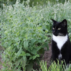Catnip Seeds - 500 Non-GMO Perennial Herb for Cats - Nepeta cataria - Happy Kitty Plant