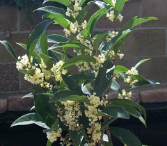 Fudingzhu Fragrant Tea Olive Starter Plant, Well Rooted Osmanthus, Healthy Gardening Plant, Osmanthus fragrans