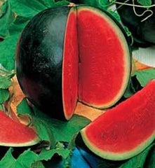 Sugar Baby Watermelon Seeds - Fresh Organic Seeds for Planting - Citrullus lanatus