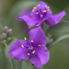 Tradescantia Plant - Concord Grape - Hardy Perennial with Showy Purple Flowers - Spiderwort (Tradescantia spp.)