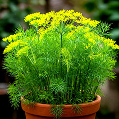 Dill Seeds - 800+ Count - Non-GMO Heirloom - Perfect for Autumn Herb Vegetable Garden - Anethum graveolens