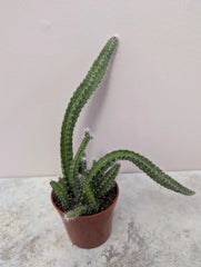 Dog Tail Cactus Live Plant 2.7 Inch Pot Selenicereus testudo Rooted Succulent for Home Decor, Indoor Gardening