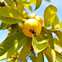 Grafted Yellow Mexican Cream Guava Tree 2-3ft Live Plant (Psidium guajava) - Tropical Fruit Tree for Home Garden