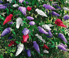 Butterfly Bush Seeds - 200 Mixed Colors - Buddleia Davidii 'Jocadew'