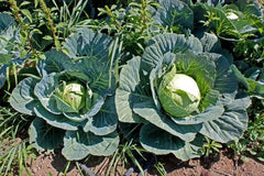 Cabbage Seeds - 800+ Heirloom Brunswick Variety - NON GMO - Fresh Organic Seeds