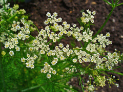 Caraway Herb Seeds - 1000+ Fresh Seeds - Carum carvi - Culinary Spice for Cooking and Baking
