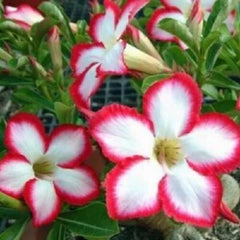 Desert Rose Seeds - 4 Pack - White Red Adenium Obesum - Exotic Flower Seeds for Garden or Indoor Planting